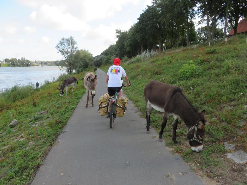 Donkeys along the river Maas near Venlo, The Netherlands