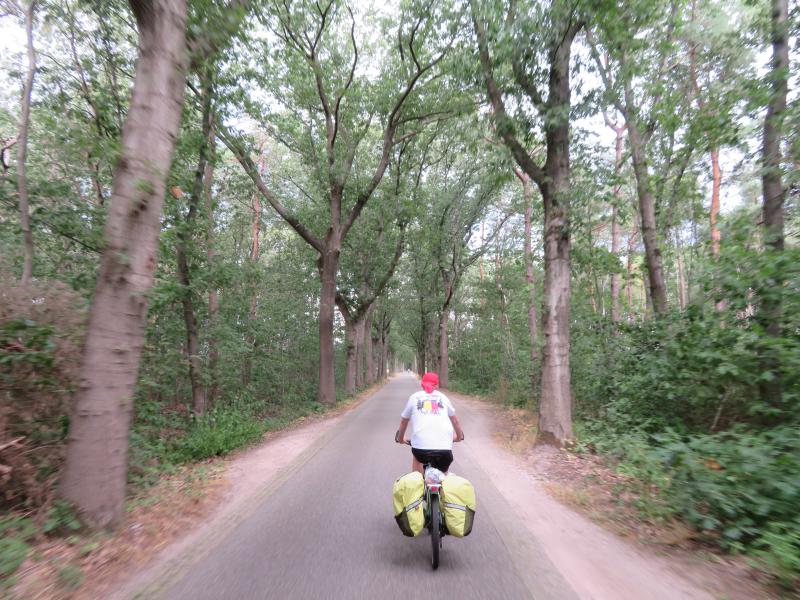 Nice forest road