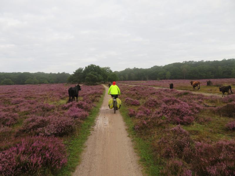 The heathlands in De Sallandse Heuvelrug NP